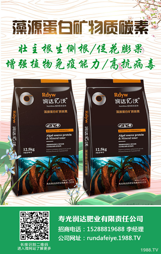 卷心菜怎么做種植？卷心菜種植技術(shù)