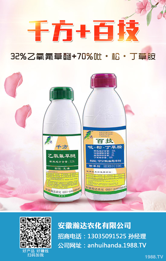 冬季馬鈴薯怎么種?冬季馬鈴薯栽培要點!