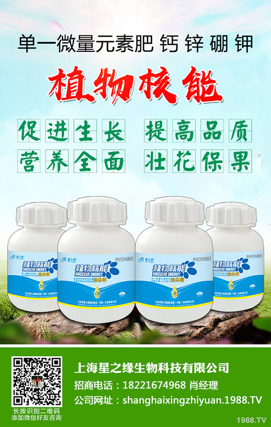 芽菜怎樣種植，芽菜種植技術(shù)您了解多少？