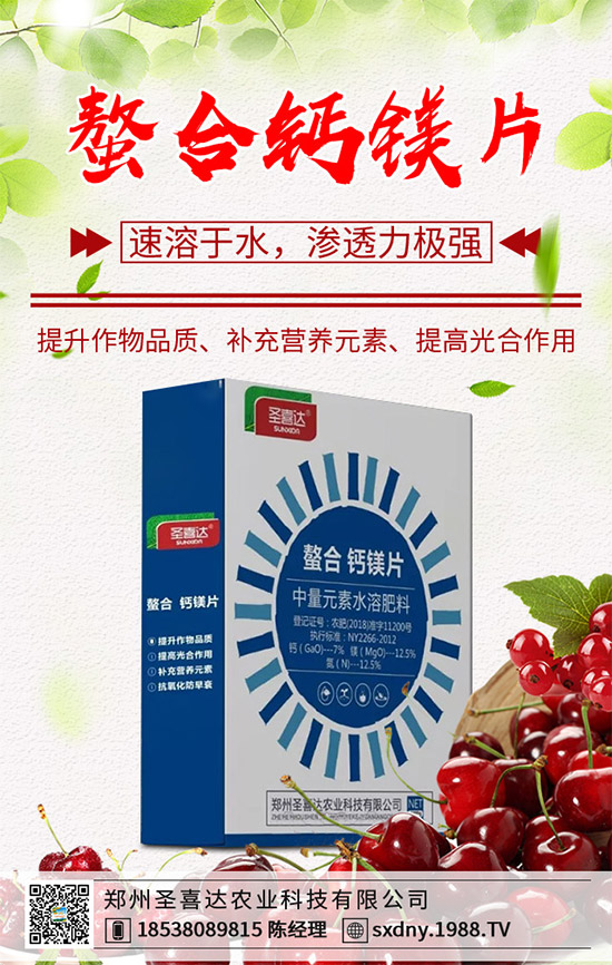 洋薊為什么這么受人歡迎？洋薊的市場行情分析