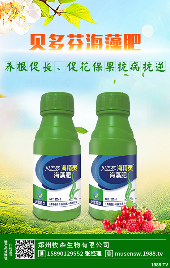 洋薊為什么這么受人歡迎？洋薊的市場行情分析