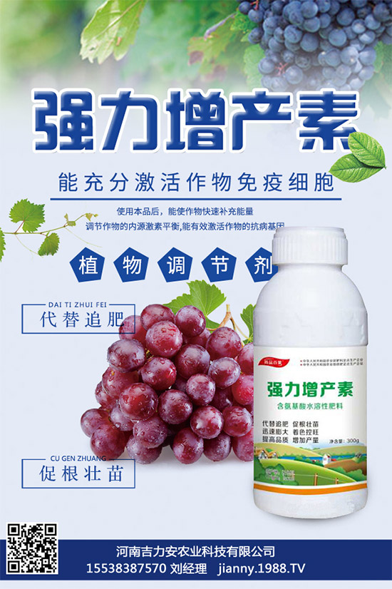 大棚蘑菇該如何種植？大棚蘑菇的種植管理技術(shù)