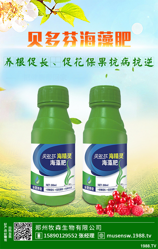 天麻該怎么種植？天麻的環(huán)境要求及種植技巧