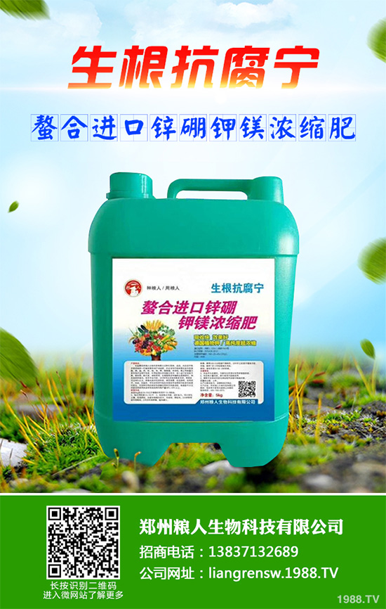 新鮮天麻和干天麻有哪些區(qū)別?那個效果更好?