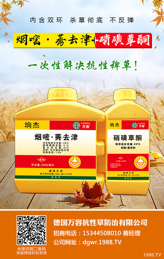 李子苗種植的季節(jié)，李子高產(chǎn)種植要點(diǎn)！