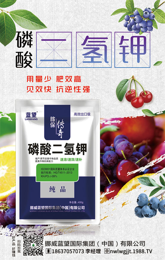 秋茬西紅柿定植注意事項(xiàng)，秋茬西紅柿膨果期管理方法