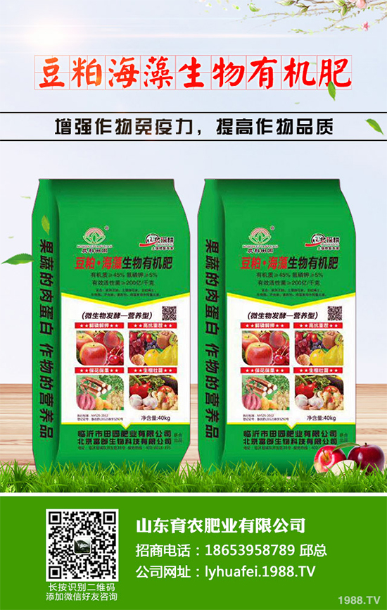 西蘭花種植需要注意些什么？西蘭花四個種植階段的管理要點