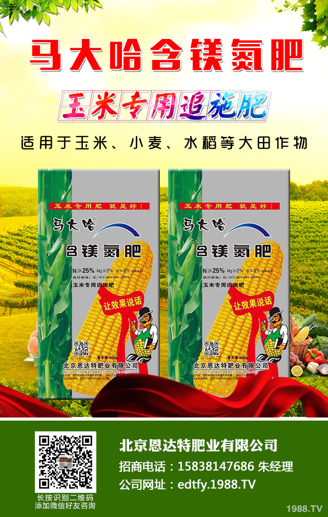 洋蔥返青期怎么管理？洋蔥返青期巧管理