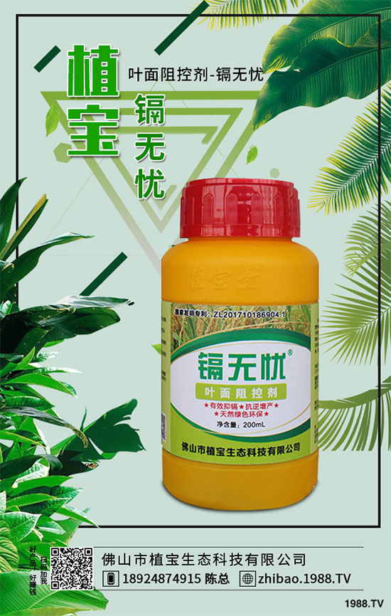 秋季大蔥什么時間種植?2019秋茬大蔥種植技術指南