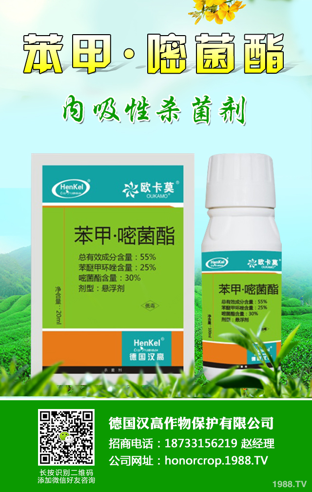香蔥霜霉病怎么辦?香蔥霜霉病防治技巧
