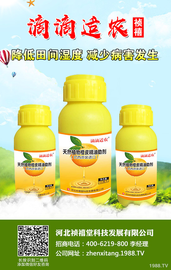 秋季草莓如何管理才能高產(chǎn)？秋季草莓定植管理技術(shù)！