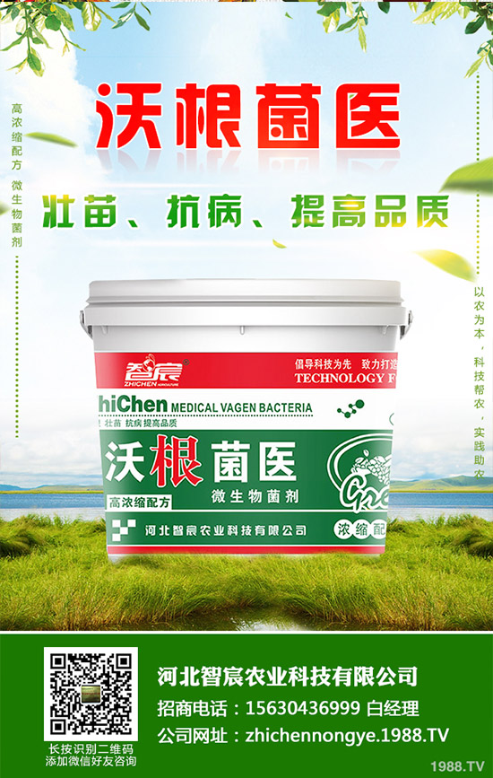 吃救心菜有哪些好處？救心菜的功效和作用！