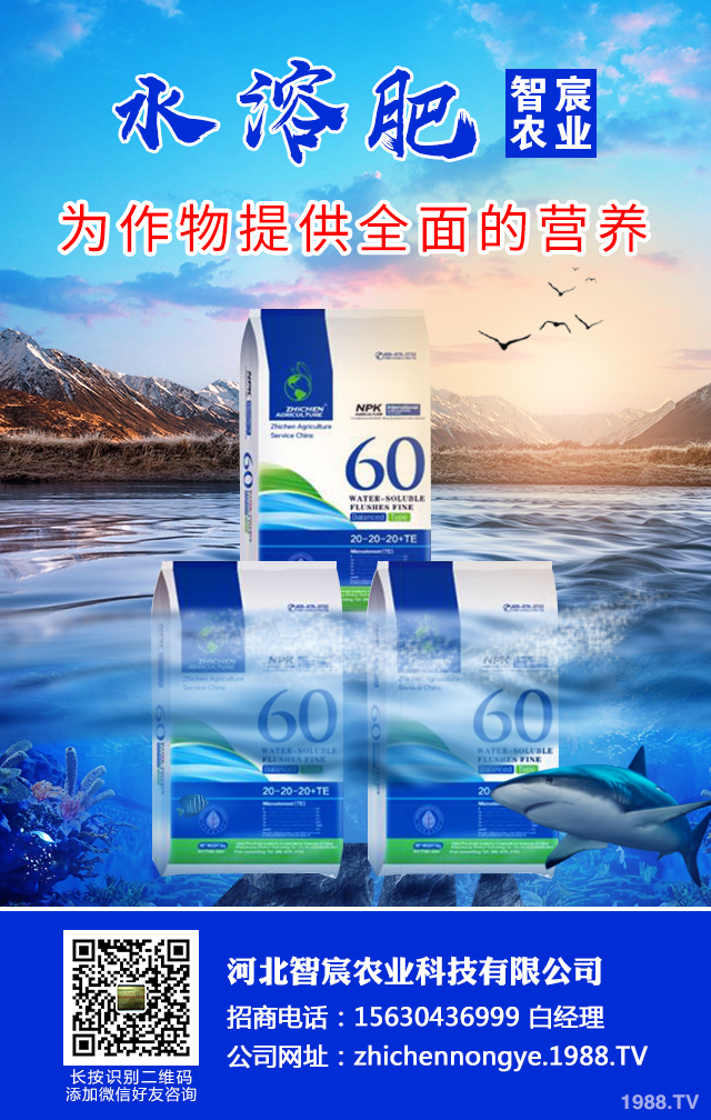 冬季辣椒秧苗如何防凍？辣椒苗冬季防凍技術(shù)