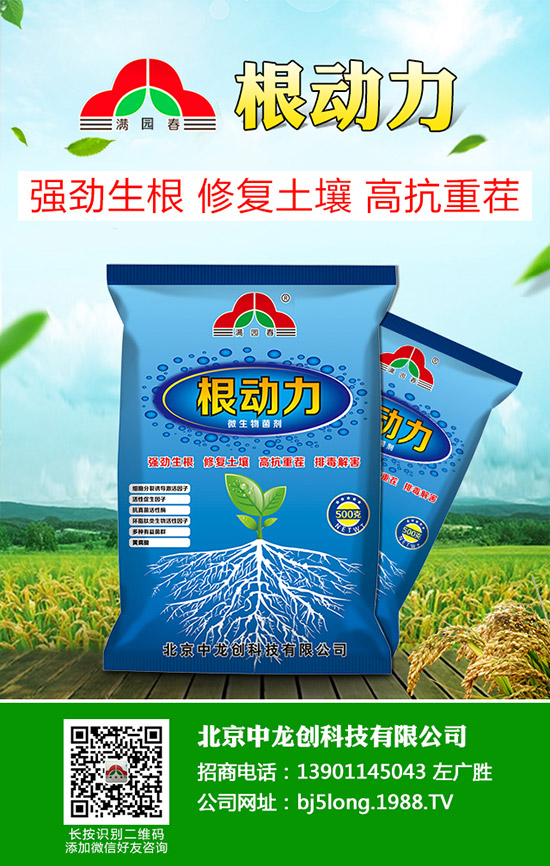 柑橘青苔病發(fā)病原因有哪些,柑橘青苔病防治措施!