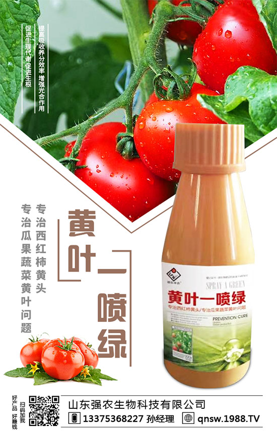 秋蘿卜播種時(shí)間，秋蘿卜種植需要注意哪些事項(xiàng)？