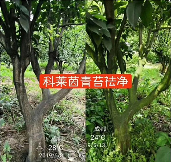 神奇除青苔劑！，不反彈！干凈，青苔無蹤！