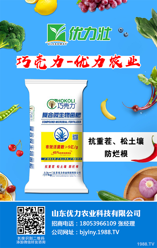 芹菜軟腐病來(lái)襲，到底該如何防治？芹菜軟腐病的危害與防治