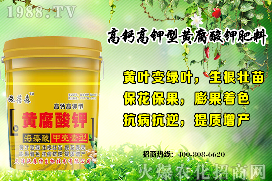 草莓生長對環(huán)境要求有哪些？秋季草莓定植注意事項和管理方式！