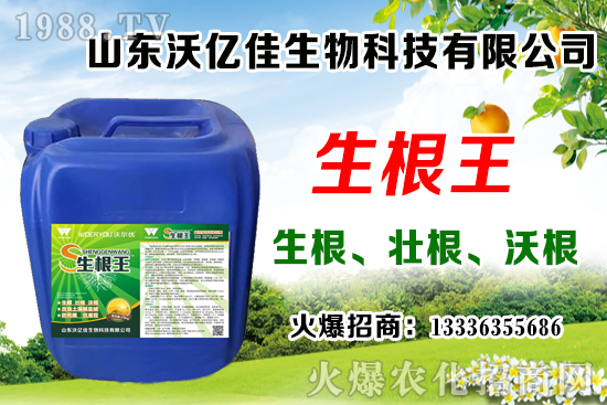 影響草莓花芽分化因素有哪些？草莓花芽分化期與定植管理要點！