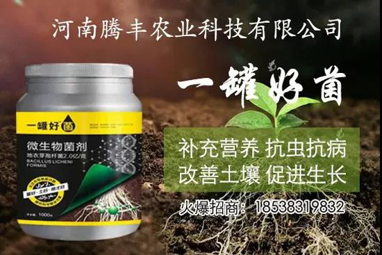 葛根種植幾年可以賣，高產(chǎn)葛根種植方法！