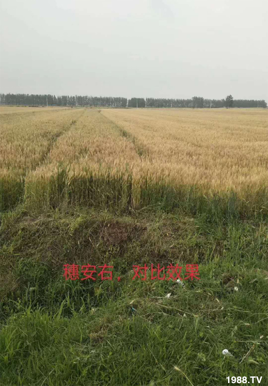 小麥赤霉病危害特點,防治小麥赤霉病用什么藥?