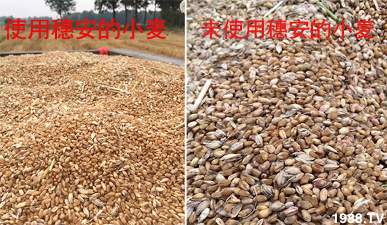 小麥赤霉病危害特點,防治小麥赤霉病用什么藥?