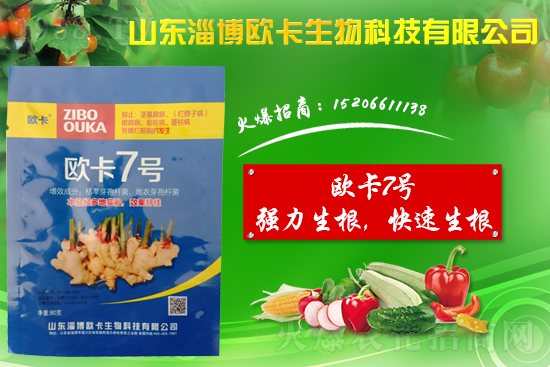 大姜爛脖子病是什么??？大姜爛脖子病用什么藥好防治