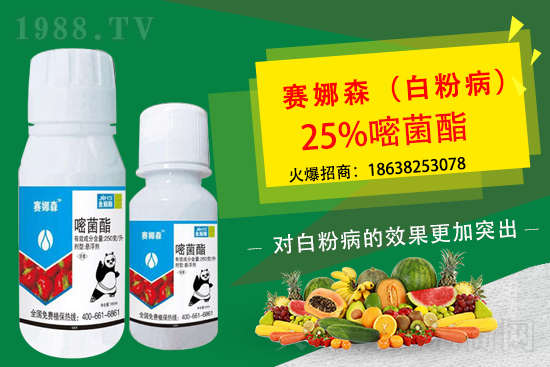 草莓白粉病來(lái)襲,損葉毀果,草莓白粉病要如何防控?