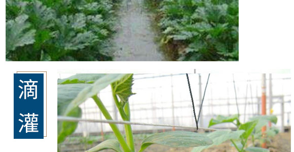 養(yǎng)根促根型有機水溶肥料-一畫農業(yè)_08