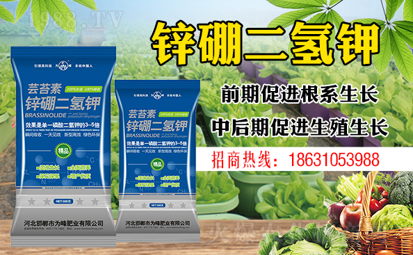 盆栽平安樹該怎樣澆水？澆什么水好？