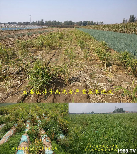 發(fā)明專利產(chǎn)品——姜兀憂,三段式防控爛脖子??!用戶紛紛反饋效果,火了!