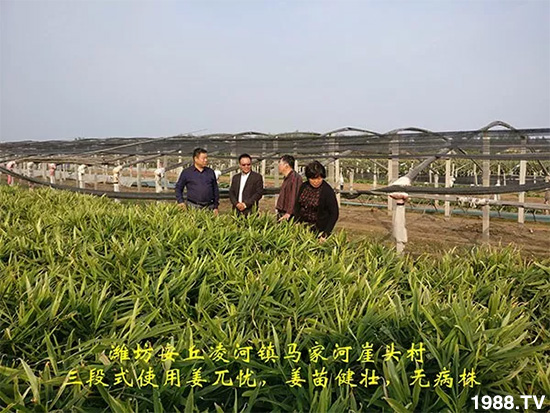 發(fā)明專利產(chǎn)品——姜兀憂,三段式防控爛脖子病!用戶紛紛反饋效果,火了!