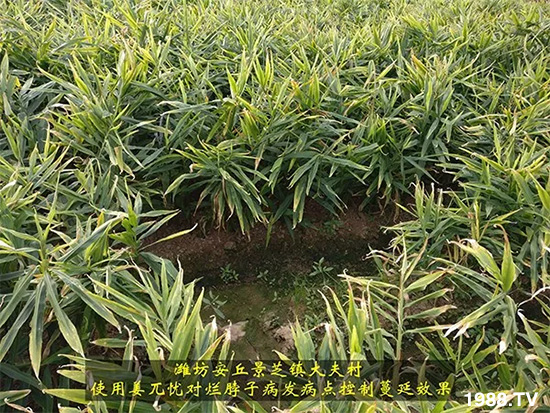 發(fā)明專利產(chǎn)品——姜兀憂,三段式防控爛脖子??!用戶紛紛反饋效果,火了!