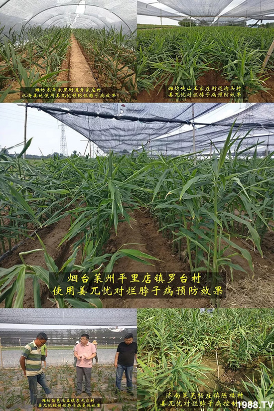 發(fā)明專利產(chǎn)品——姜兀憂,三段式防控爛脖子?。∮脩艏娂姺答佇Ч?,火了!