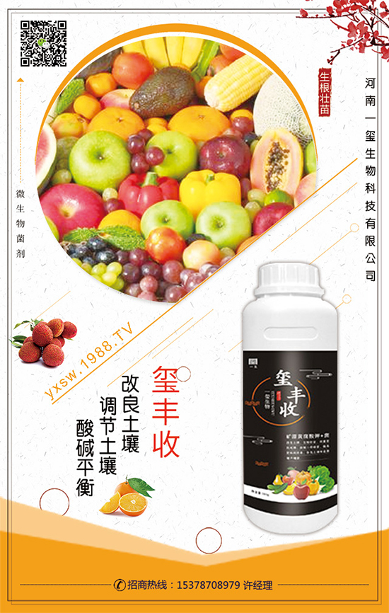 空心菜什么時間栽培？空心菜的栽培要點(diǎn)！