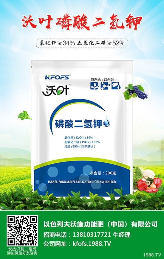 韭菜育苗需要移栽嗎？春季韭菜育苗移栽的注意事項(xiàng)