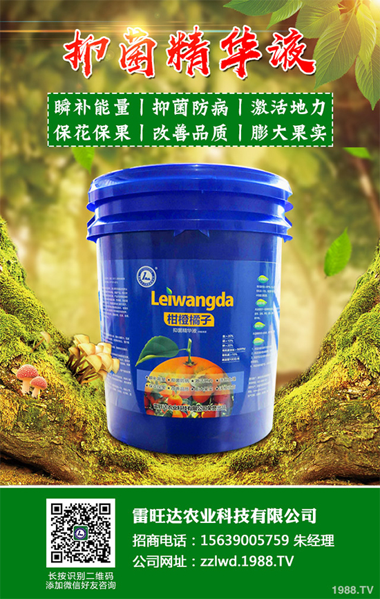 魚腥草市場(chǎng)價(jià)格多少錢一斤？2020年魚腥草的種植效益分析