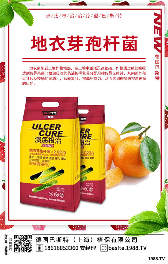 香椿怎么種植,種植密度該多大?香椿苗種植方法!