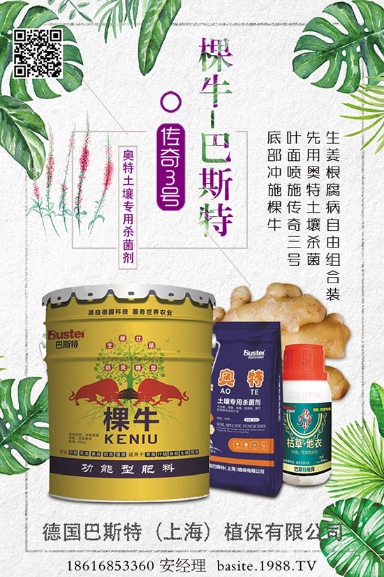 四棱豆怎么種，四棱豆種植技術(shù)及種植前景分析！