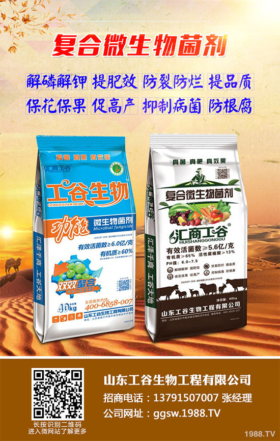 茼蒿什么時候種植比較好？該如何種植？茼蒿的種植時間及種植技術