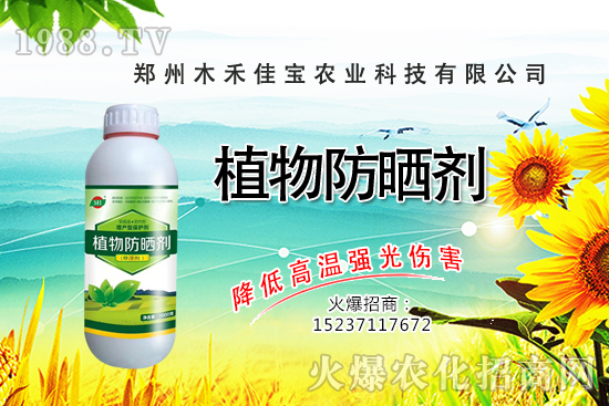 香樟樹(shù)種植栽培要點(diǎn)有哪些，香樟樹(shù)移栽方法！