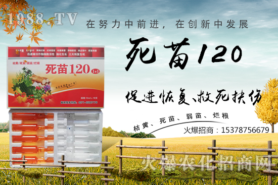  蔬菜種植不長根，緩苗慢，死苗爛根？學(xué)會(huì)這些方法，蔬菜死苗爛根都不怕！