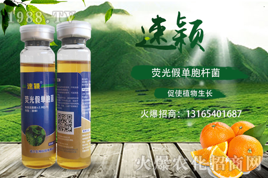 柑橘潰瘍病危害一年比一年嚴(yán)重，柑橘潰瘍病如何防控？