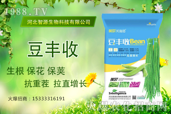 用了“豆豐收”，豆角拉直增長產(chǎn)量高？豆豐收有什么優(yōu)勢？