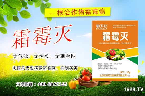 黃瓜霜霉病嚴(yán)重怎么辦,怎樣巧治黃瓜霜霉???