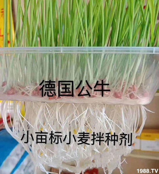 小麥拌種促增產(chǎn)，小麥拌種劑如何選呢？小麥拌種劑品牌選擇！