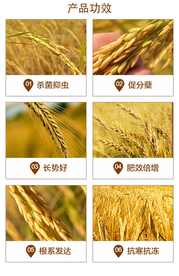 長效緩釋摻混肥料20-20-5-硝基小麥肥-美科益農(nóng)_03