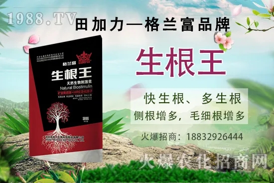 名貴中藥天麻的生長(zhǎng)環(huán)境，天麻的品種及種植前景如何？