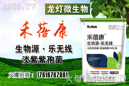 西紅柿授粉方法是？西紅柿露天和大棚種植有何不同？