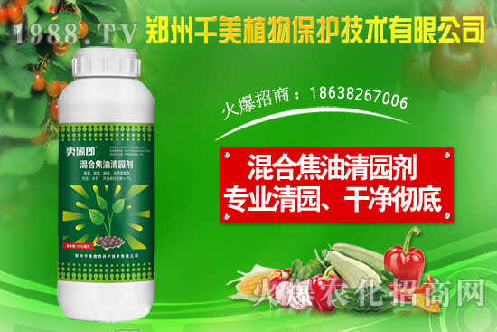 金錢(qián)草種子怎么種?金錢(qián)草種植方法介紹!